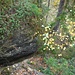 Ja, auch das ist ein Kletterweg: der Leichte Weg am Hauptrosenstein. Besser vorher eine alte Hose anziehen.