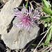 Späte Flockenblume auf Verachta