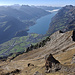 Tiefblick vom Sichelchamm über die SW-Flanke mit der von weit sichtbaren Sichel ("In den Gassen", Faltungen) hinunter zum Chammbode und nach Verachta, darunter Walenstadt und -see, darüber und dahinter von rechts u.a. Churfirsten, Nebelmeer über der Linthebene, Wägitaler, Mürtschen und Glärnisch