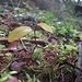 Winzling am Waldboden