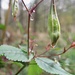 "Spring"-kraut