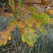 Herbst