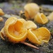 seltsamer Baum-Pilz? 
Bin unschlüssig, was das ist - Spaltblättling? junges Judasohr? Gelbes Gehirn? Goldgelber Zitterling? oder ein Eselsohr "Otidea onotica"?