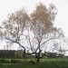 Schöner Einzelbaum