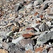 Ein gut getarnter Pika. Macht verdammt viel Lärm für seine Grösse.