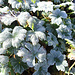 Morgenfrost