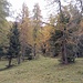 Ich steige weglos im Wald auf.
