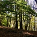 Wanderung durch den Herstwald gen Parusciana...