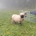 Schafe auf dem nebligen Worbberg. Vor zwei Tagen war man hier bereits über der Nebelgrenze.
