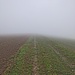 Feucht und matschig über den Worbberg hinweg.
