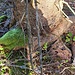 Gipfelbaum von La Suche