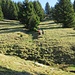 Finalmente fuori dal bosco.
