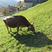Mucca a Carena.