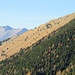 Prati e pineta.