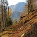 Il Camoghè.