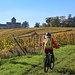 Hinauf zum Schloss Johannisberg