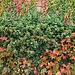 Herbst mit Efeu und Wein