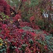 Herbst am Rhein