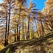 Lärchengold oberhalb von Lavin