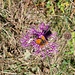Biene und Schmetterling laben sich an einer der letzten Blüten 