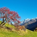 Vogelbeerbaum mit vielen Beeren im Abstieg von Guarda