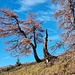Lärchen an der Baumgrenze oberhalb von Prui 