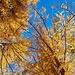 Indian summer im Unterengadin: Lärchengold vor stahlblauem Himmel