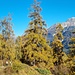 Abstieg von Ftan nach Scuol
