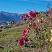 Blühende Stockrosen ausserhalb von Sent