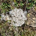 Silberdistel 