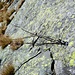 Anche lungo la placconata trovo catene e cavi metallici vecchi attaccati a spit nuovi