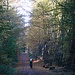 Viel Wald