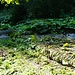 im Ehrenbachgraben