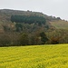 Raps im Herbst