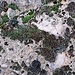 Detail des Austernsteines