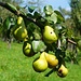 fruchtbar
