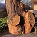 ceppo gigante di quercia aranno 03 11 2024