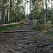 Die Treppen waren zuletzt schon etwas feucht, da kommt dieser Wurzel-Stein-Weg mit etwas mehr Griffigkeit gerade recht.