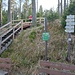 Über  diese Holztreppen wird der Forstweg Richtung Boubin verlassen.