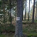 Der Steig ist meist schwach ausgeprägt, es tauchen aber nehrfach diese Markierungen auf, was meine Vermutung bestätigte, dass ich mich auf dem in der Karte eingetragenen Wanderweg hinab nach Kubova Hut' befinde.