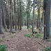 Es ist jetzt mehr ein ausgeprägter Waldweg, der genau wie in der Karte eingezeichnet ziemlich direkt nach Kubova Hut' führt.