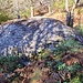 <b>Grande masso erratico con incisioni preistoriche (1042 m).</b>