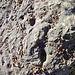 <b>Queste coppelle sono state incise 7000 anni fa!</b>