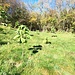 <b>Strana coltivazione in località Varesello.</b>