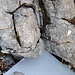Seltsames Gebilde (Ich habe die Abdeckung nicht geöffnet, da ich dachte, es handele sich um Orientierungslauf oder Geocaching). Zu Hause habe ich herausgefunden, dass die Abkürzungen für Toggenburger Gesellschaft für Höhlenforschung / Ostschweizerische Gesellschaft für Höhlenforschung stehen.

Auf meine Anfrage, was dies sei, erhielt ich folgende Antwort:
"Dabei handelt es sich um eine Schachtabdeckung die verhindert, dass Schnee in den Eingangsschacht fällt (oder geweht wird), damit die Forschung in dieser Höhle auch im Winter möglich ist.
Von diesen Abdeckungen gibt es mehrere im Gebiet - diese sollten auch nicht entfernt werden!"

Es scheint sich also um einen Höhleneingang zu handeln, der mir aber ziemlich schmal vorkommt.
