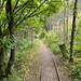 Unterwegs im Crich Tramway Village - Hier auf dem "Woodland Walk and Sculpture Trail". Das Gleis stammt vermutlich noch vom ursprünglich auf dem Gelände befindlichen Steinbruch-Betrieb.