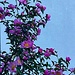 camellia (invernale) speciale iseo 05 11 2024
Pink Granthamiana