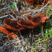 Schöne Pilze