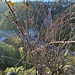 ...aber auch runter zur Müglitz. An der 40-Meter-Talseite kann man auch "ernsthaft" klettern.