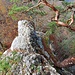 Ich hatte Hummeln im Hintern, kraxelte die leichte Abstiegsroute auf den Fensterfelsen hinauf und besah mir den Grat von oben. Dabei bekam ich erstmal Zweifel. Der Grat präsentierte sich moosig und nass, ganz anders als die bisher überschrittenen Passagen. 